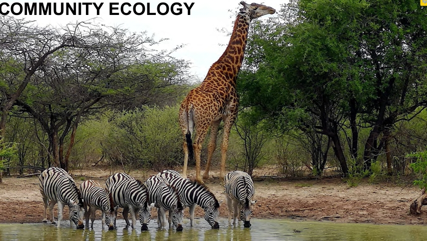 COMMUNITY ECOLOGY